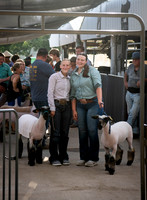 Sheep Show 25