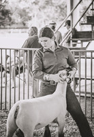 Sheep Show 26